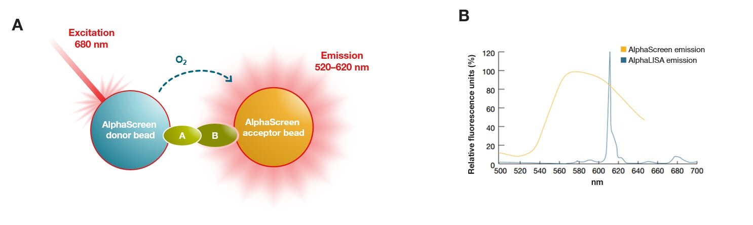 Principle of AlphaScreen and AlphaLISA assays