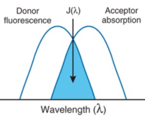 Representation of the FRET spectral overlap integral.