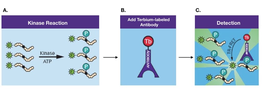 Principle of TR-FRET in LanthaScreen Kinase Activity Assays