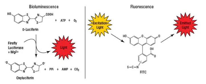 Comparison of bioluminescence and fluorescence