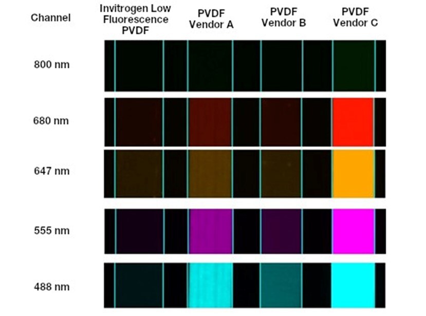 Fig 2. Standard PVDF membranes exhibit high levels of autofluorescence