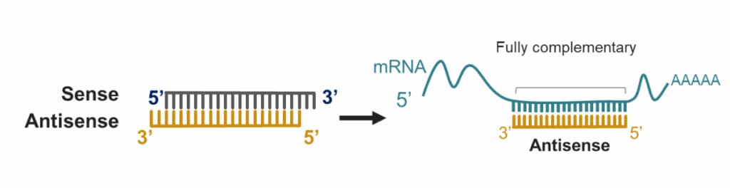 siRNA binds mRNA transcripts through full complementarity of the antisense strand.
