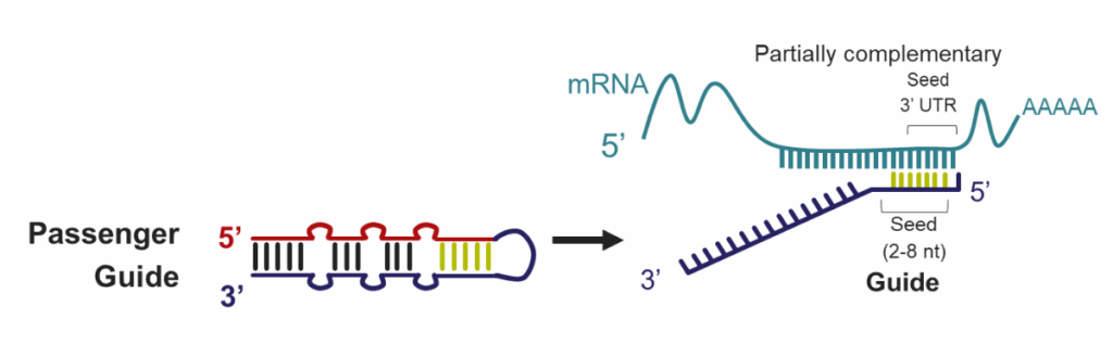 Endogenous miRNAs are processed to create a guide strand that binds mRNA through partial complementarity.