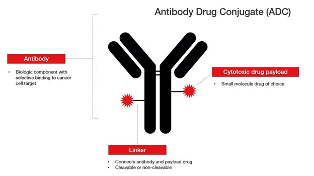 Components of antibody drug conjugate (ADC)