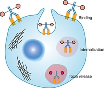 Internalization of an antibody–drug conjugate