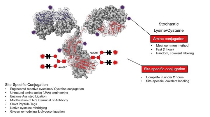 ADC conjugation approaches