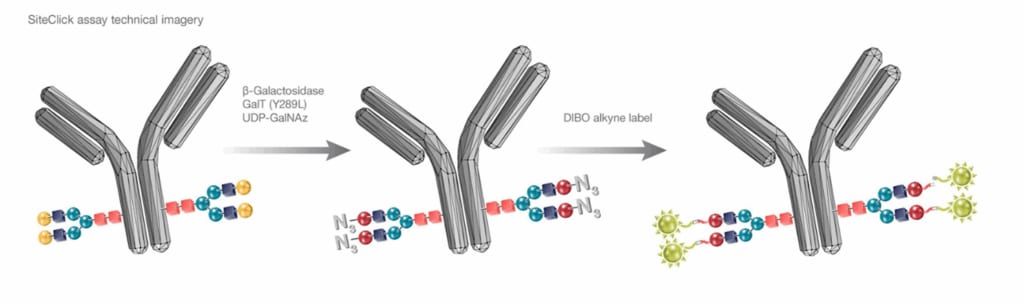 The SiteClick Antibody Labeling Kits overview