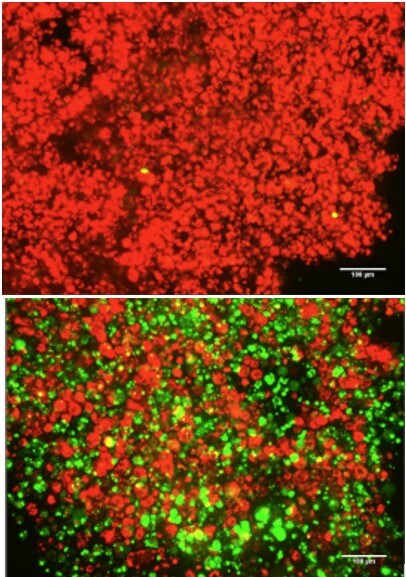 Visualization of antibody penetration of spheroids. 