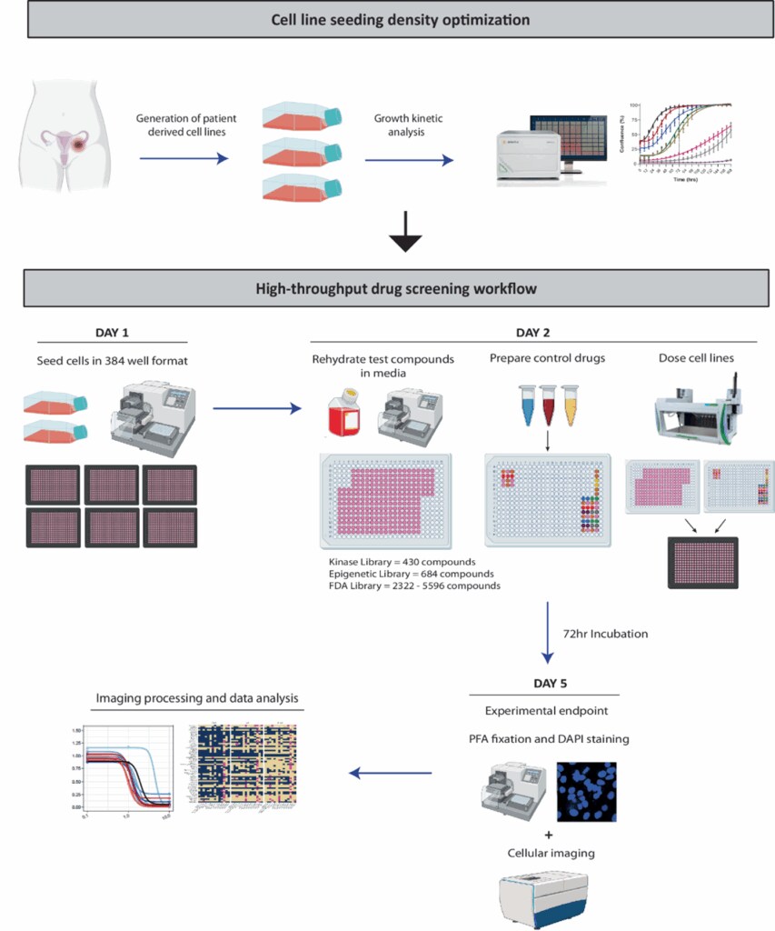 Simplified flowchart view of the process to screen ovarian cancer drugs at scale