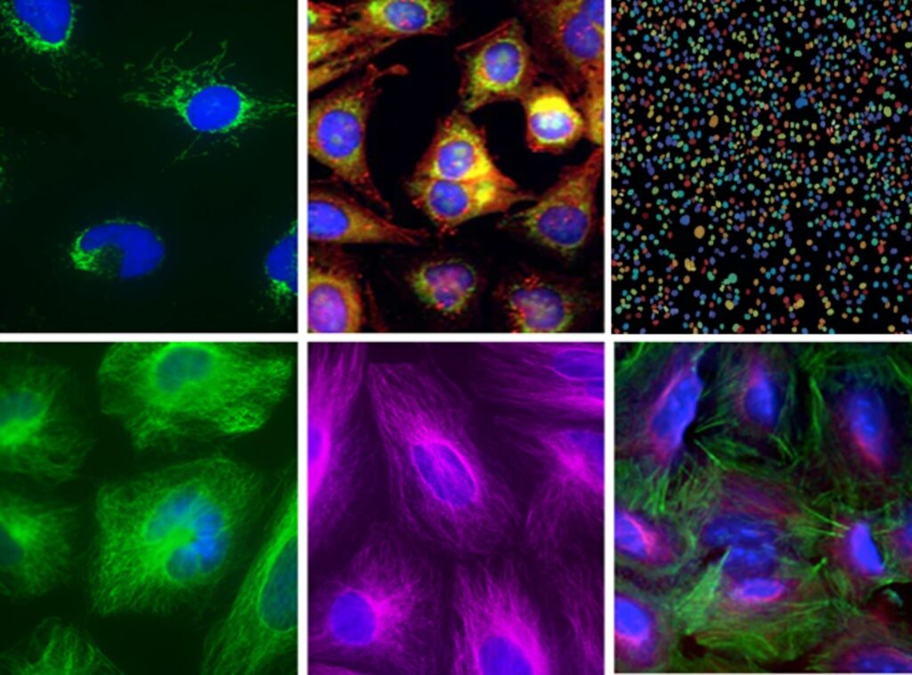 Assorted fluorescent-labelled images taken with the Thermo Scientific CellInsight CX7 LED Pro HCS Platform