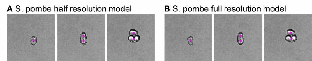 Evaluating differences in AI image model accuracy between half and full resolution VS models in the Image View Gallery.