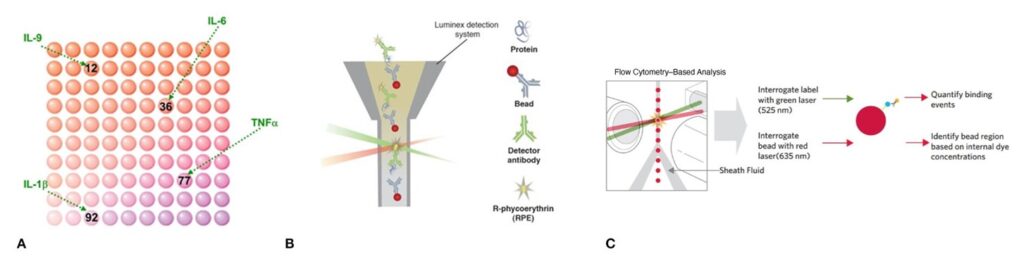 Figure 1. How Luminex xMAP technology works. (A) Capture antibodies are bound to distinct Luminex beads which are internally dyed, and this allows the analysis of multiple analytes in a single well. (B) Samples mixed with bead sets bind analytes of interest via capture antibodies, and fluorescently labeled detection antibodies form an antibody-antigen sandwich. (C) Completed assays are read on a Luminex instrument, where one laser identifies the bead type and analyte, and another laser measures the magnitude of the bound analyte via PE-derived signal. 