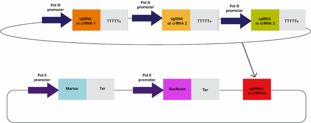 Golden Gate cloning in plant science application