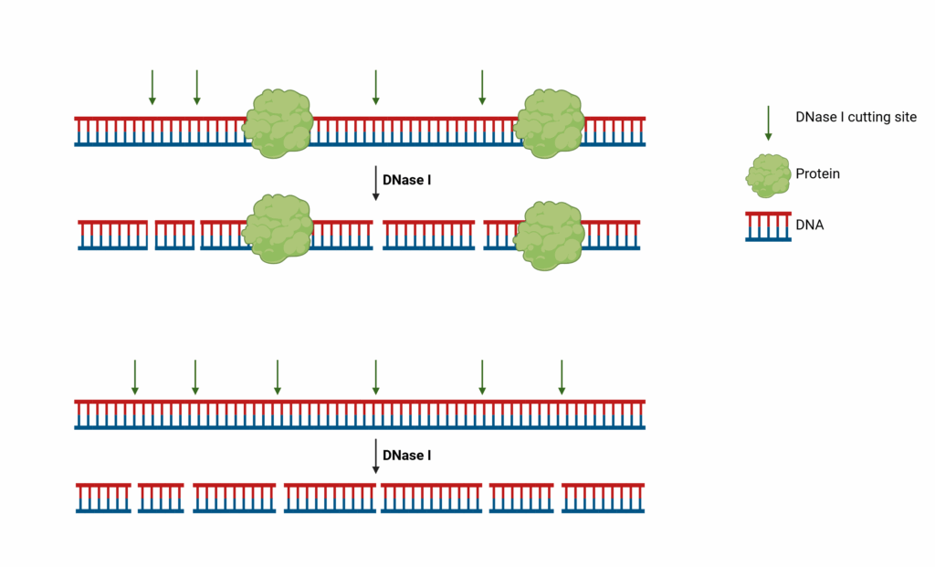 Illustration showing DNA fragement with and without DNase I treatment. DNA bound by proteins protects certain regions from DNase I cleavage. DNA without protein binding, shows uniform cleavage by DNase I across the entire fragment. 
