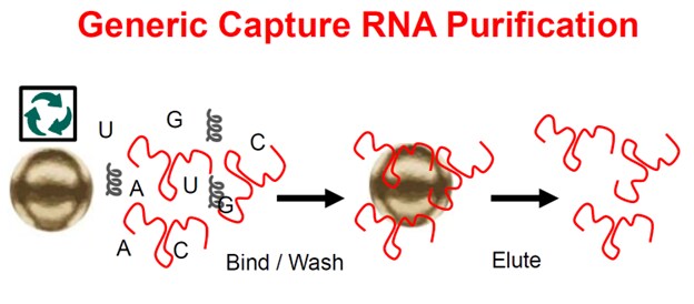 Generic capture RNA purification