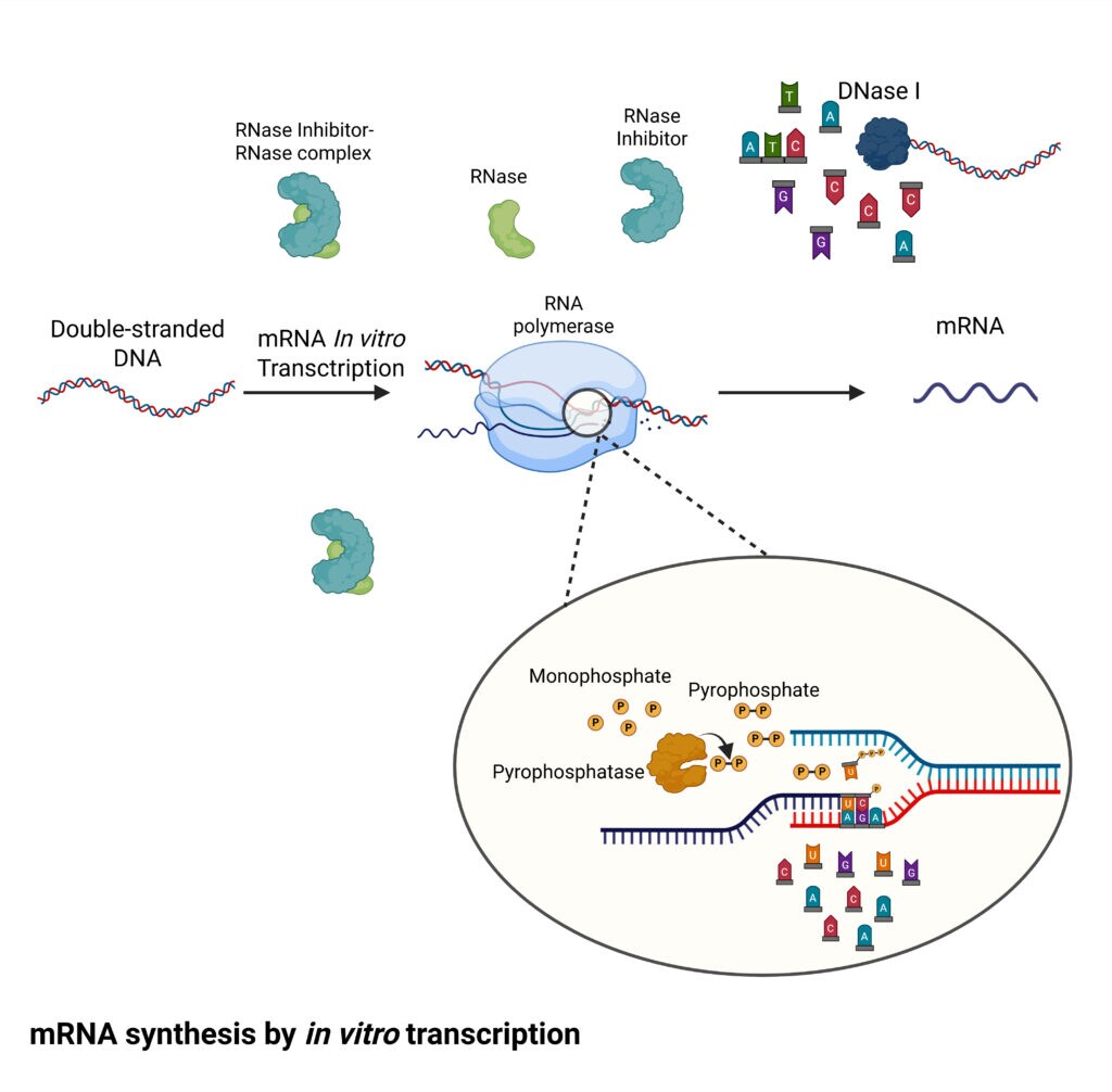 Illustration of mRNA synthesis by in vitro transcription. A zoomed inset shows nucleotide incorporation with pyrophosphate release and pyrophosphatase activity.