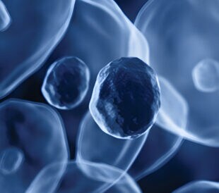 Scale Up or Scale Out? Choosing an Adherent Cell Culture Platform