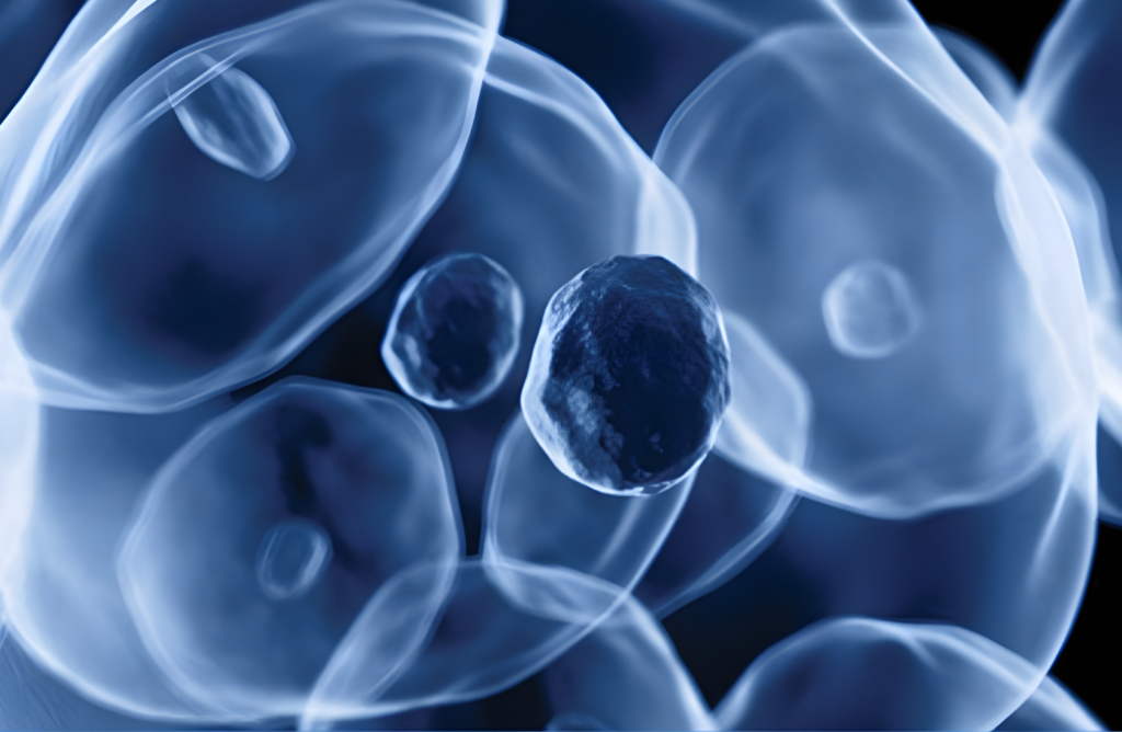  Adherent Cell Culture