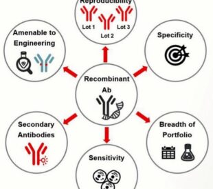 Hybridoma-Derived Antibodies