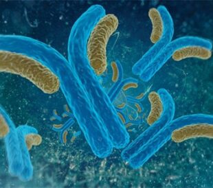 Parkin Antibodies