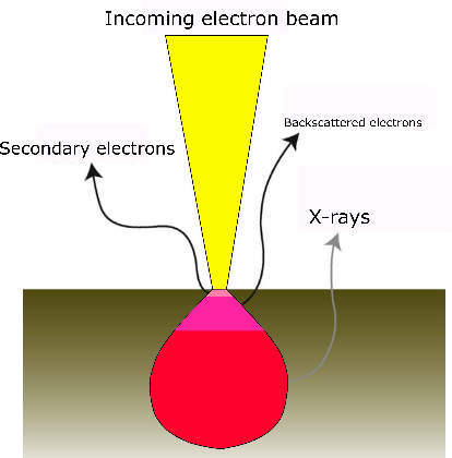 Different types of signals used by an SEM and the area from which they originate.