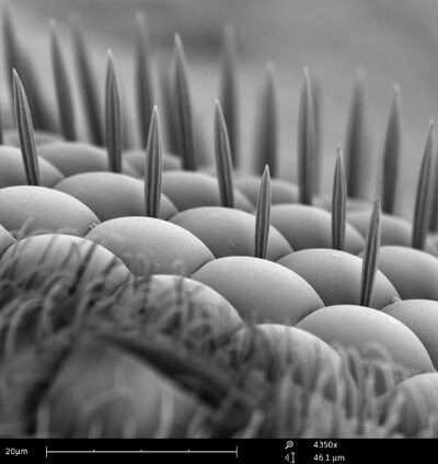 SEM image of a fly eye requiring specialized sample preparation