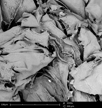 SEM image of an apple