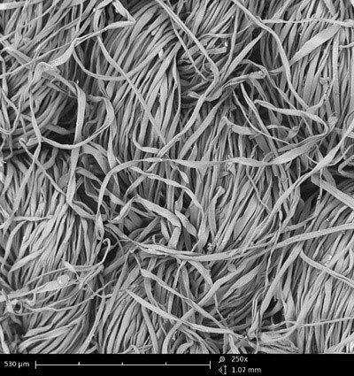 Wool imaged with SEM requires special sample preparation