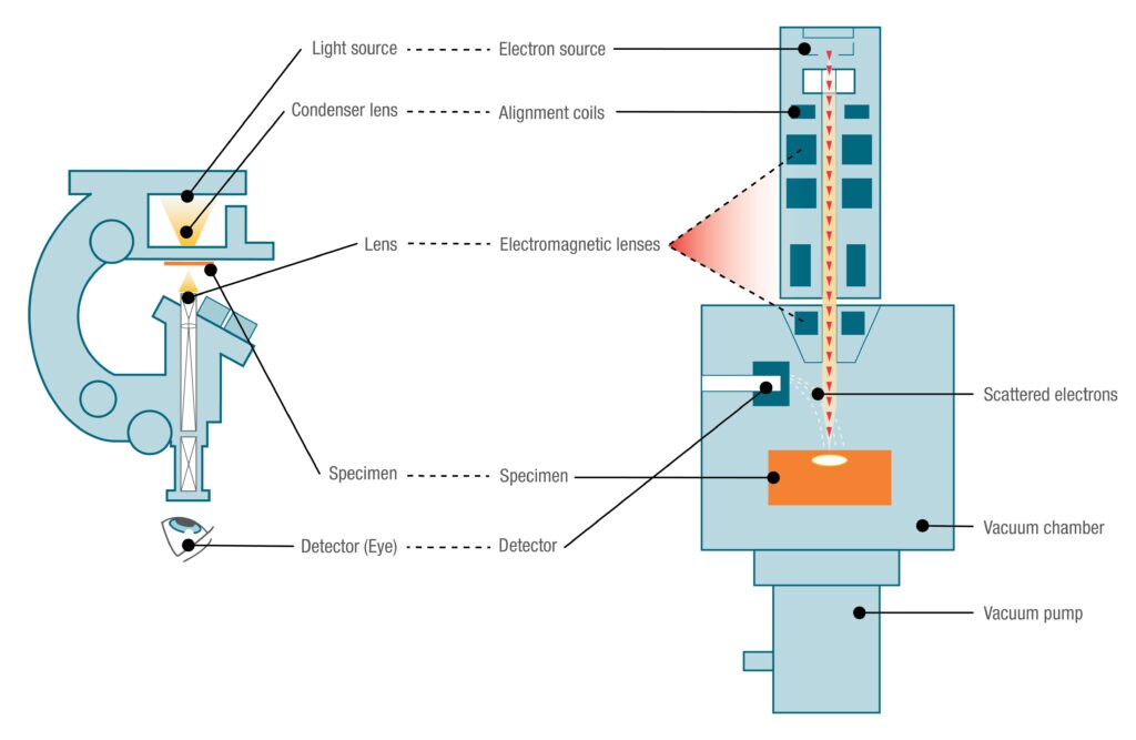 Comparison of a light microscope and a scanning electron microscope. The light microscope has been inverted for easier comparison.