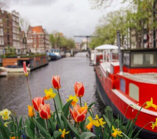 Spring tulip flowers in Amsterdam, Netherlands. Canal boats and floating water houses at Brouwersgracht canal in Amsterdam, Netherlands.