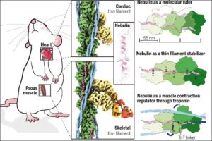 In situ structure of nebulin determined with cryo-ET and skeletal muscle research