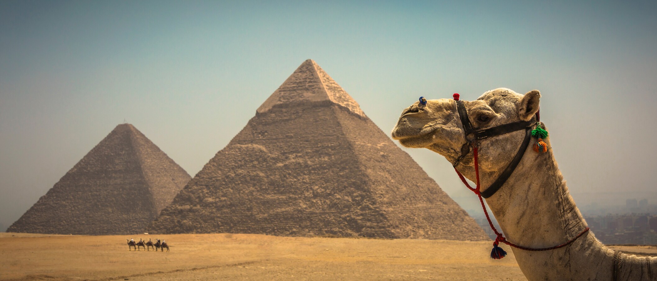 ancient Egypt camel