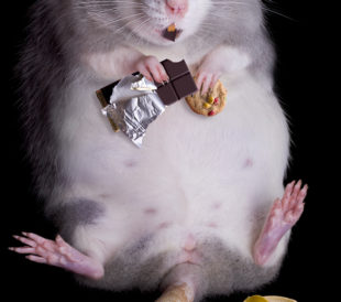 Fat Rat