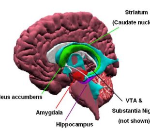 Limbic system