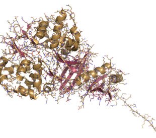 AMP activated protein kinase