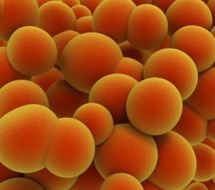 spherical cocci bacteria