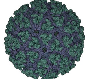 Chikungunya Virus