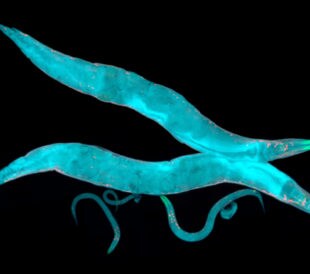C. Elegans