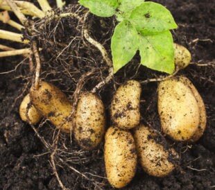 potato plant with tubers