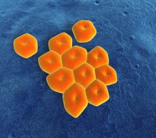 Acinetobacter baumannii