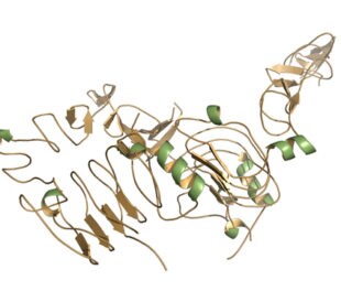 epidermal growth factor receptor