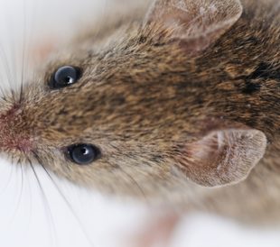 Mouse on white background. Image: Zurijeta/Shutterstock.com