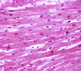 Cardiac tissue. Image: Jose Luis Calvo/Shutterstock.com