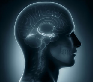Male hippocampus. Image: CLIPAREA l Custom media/Shutterstock.com