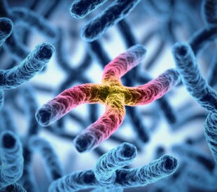 X chromosome. Image: koya979/Shutterstock.com