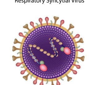 Respiratory Syncytial Virus. Image: Alila Medical Media/Shutterstock.com