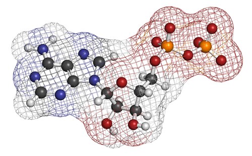 ADP molecule. Image: molekuul.be/Shutterstock.com