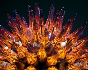 Cytomegalovirus. Image: 306/Shutterstock.com