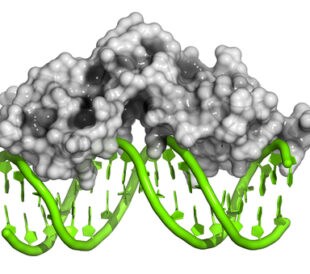 Glucocorticoid receptor with double-stranded DNA. Image: molekuul.be/Shutterstock.com
