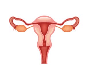 Uterus. Image: Pretty Vectors/Shutterstock.com